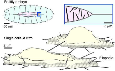 SchemeofCells