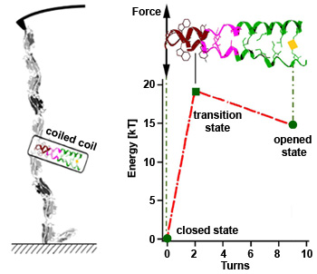 EnergylandscapeKinesin