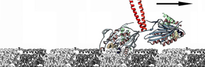 SchemeOfKinesin