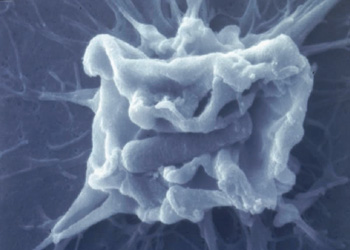 BacterialInvasion